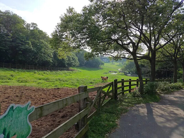 飛牛牧場 - 牧場生態區 - 乳牛生態區 飛牛牧場 - 牧場生態區 - 乳牛生態區