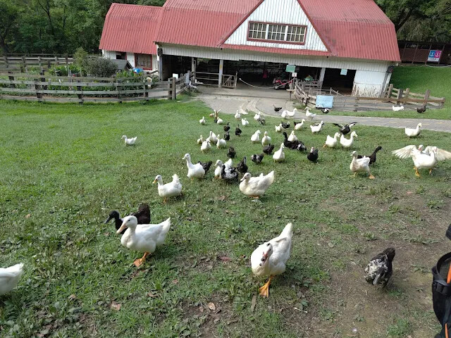 飛牛牧場 - 牧場生態區 - 乳牛媽媽的家 - 鴨子 飛牛牧場 - 牧場生態區 - 乳牛媽媽的家 - 鴨子