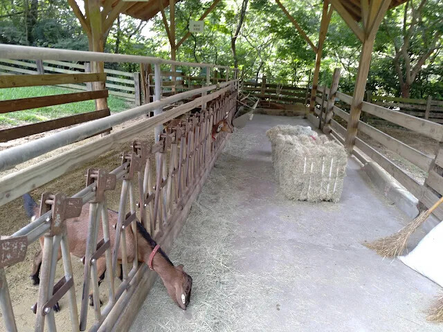 飛牛牧場 - 牧場生態區 - 黑山羊生態區 飛牛牧場 - 牧場生態區 - 黑山羊生態區