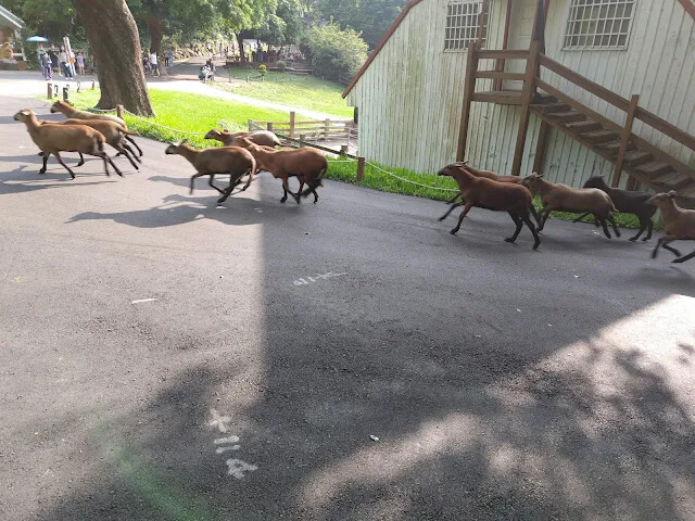 飛牛牧場 - 牧場生態區 - 黑山羊 飛牛牧場 - 牧場生態區 - 黑山羊