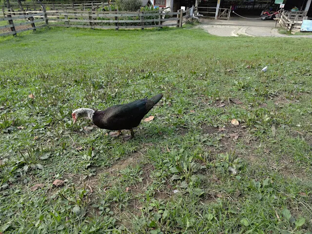 飛牛牧場 - 牧場生態區 - 乳牛媽媽的家 - 鴨子 飛牛牧場 - 牧場生態區 - 乳牛媽媽的家 - 鴨子