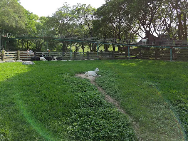 飛牛牧場 - 牧場生態區 - 黑山羊生態區 飛牛牧場 - 牧場生態區 - 黑山羊生態區