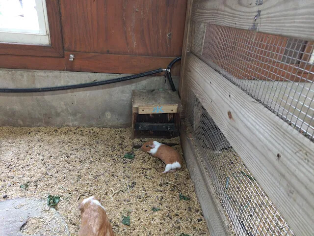 飛牛牧場 - 牧場生態區 - 兔寶寶的家 - 天竺鼠 飛牛牧場 - 牧場生態區 - 兔寶寶的家 - 天竺鼠