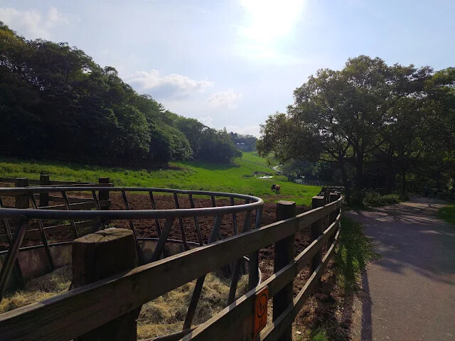 飛牛牧場 - 牧場生態區 - 乳牛生態區 飛牛牧場 - 牧場生態區 - 乳牛生態區