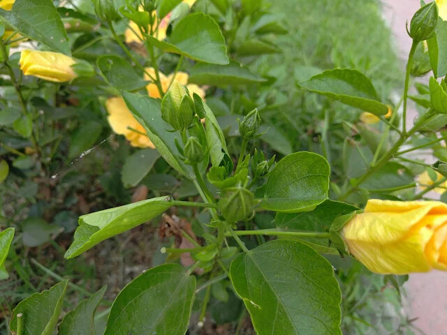 A2 水岸 - 環湖步道 - 朱槿