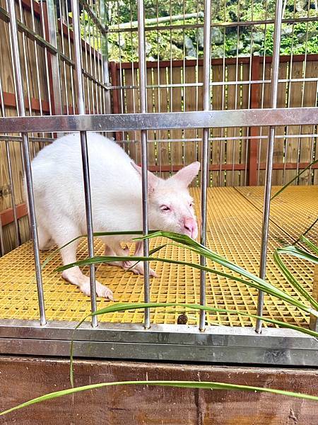 【新月塢溫泉】夜間泡湯體驗、美人湯的秘密、靜謐山林的完美輕旅