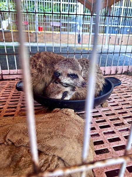 【新月塢溫泉】夜間泡湯體驗、美人湯的秘密、靜謐山林的完美輕旅