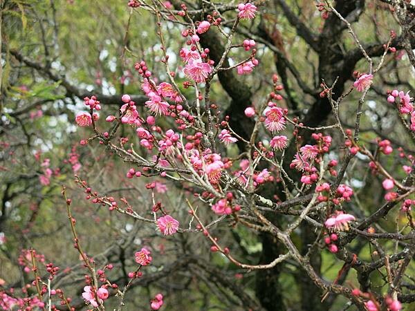 【日本福岡近郊自助行】九州太宰府半日遊|交通、景點、美食、伴 【日本福岡近郊自助行】九州太宰府半日遊|交通、景點、美食、伴