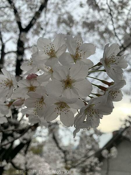 [日本][九州][福岡][景點] 小倉一日遊 | 小倉城櫻花