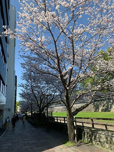 [日本][九州][熊本][景點] 熊本城櫻花 | 熊本城賞櫻