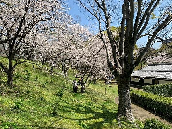 [日本][九州][熊本][景點] 熊本城櫻花 | 熊本城賞櫻
