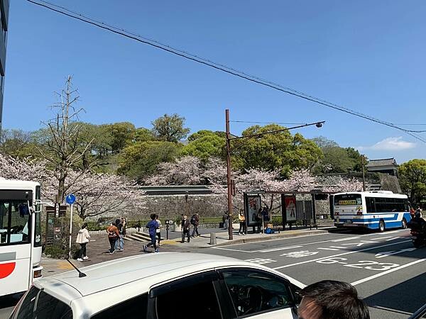 [日本][九州][熊本][景點] 熊本城櫻花 | 熊本城賞櫻