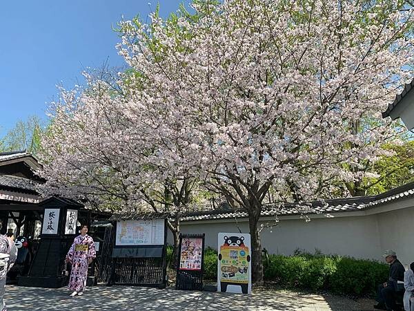 [日本][九州][熊本][景點] 熊本城櫻花 | 熊本城賞櫻