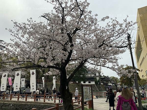[日本][九州][福岡][景點] 小倉一日遊 | 小倉城櫻花