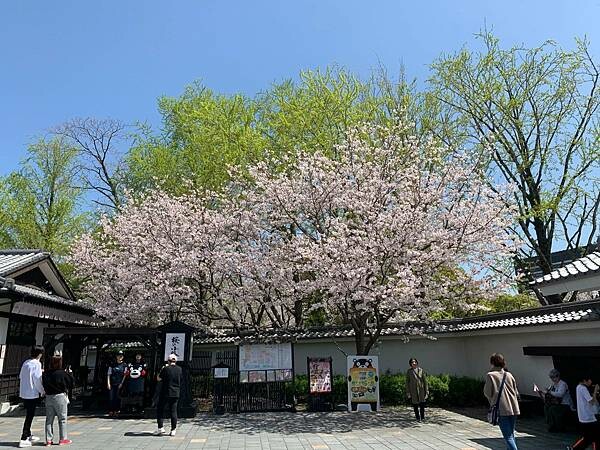 [日本][九州][熊本][景點] 熊本城櫻花 | 熊本城賞櫻