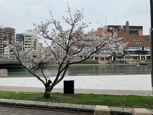 [日本][九州][福岡][景點] 小倉一日遊 | 小倉城櫻花