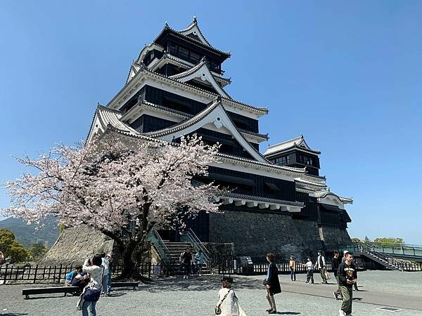 [日本][九州][熊本][景點] 熊本城櫻花 | 熊本城賞櫻