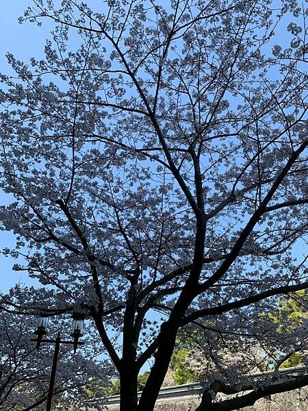 [日本][九州][熊本][景點] 熊本城櫻花 | 熊本城賞櫻