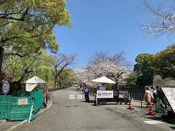 [日本][九州][熊本][景點] 熊本城櫻花 | 熊本城賞櫻