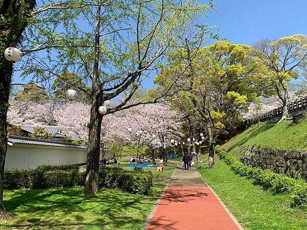 [日本][九州][熊本][景點] 熊本城櫻花 | 熊本城賞櫻