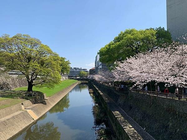 [日本][九州][熊本][景點] 熊本城櫻花 | 熊本城賞櫻