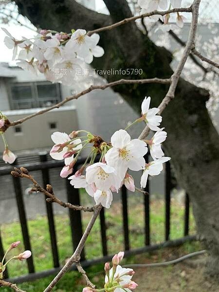 [日本][九州][福岡][景點] 小倉一日遊 | 小倉城櫻花
