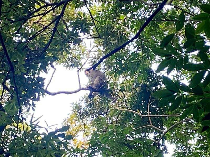 橫嶺古道~遇見台灣獼猴與竹林裡的京都感 @Bernice的隨手筆記