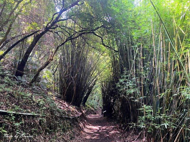 橫嶺古道~遇見台灣獼猴與竹林裡的京都感 @Bernice的隨手筆記