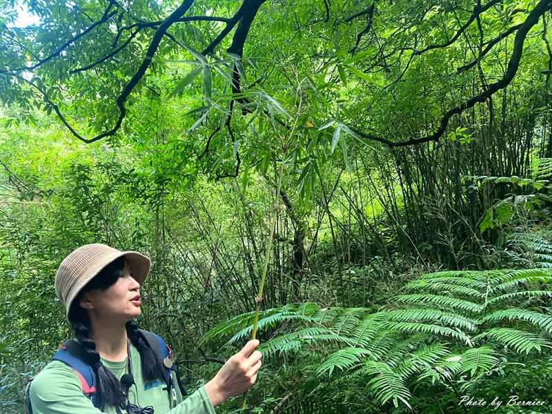 橫嶺古道~遇見台灣獼猴與竹林裡的京都感 @Bernice的隨手筆記