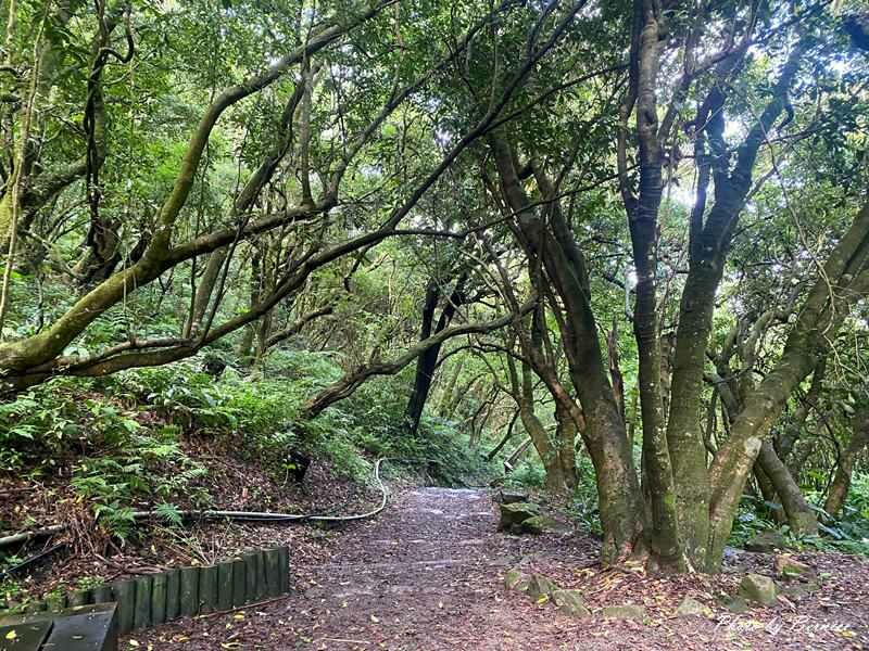 橫嶺古道~遇見台灣獼猴與竹林裡的京都感 @Bernice的隨手筆記