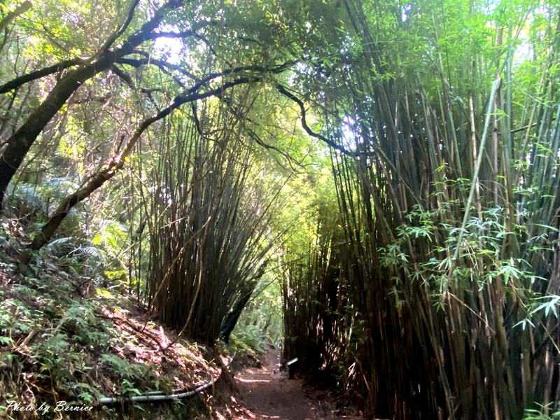 橫嶺古道~遇見台灣獼猴與竹林裡的京都感 @Bernice的隨手筆記