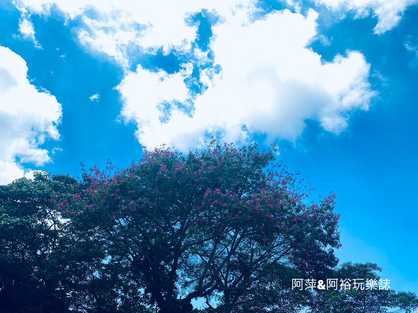 藤山步道!彰化員林熱門健行路線,油桐花季美景、在地美食全導覽