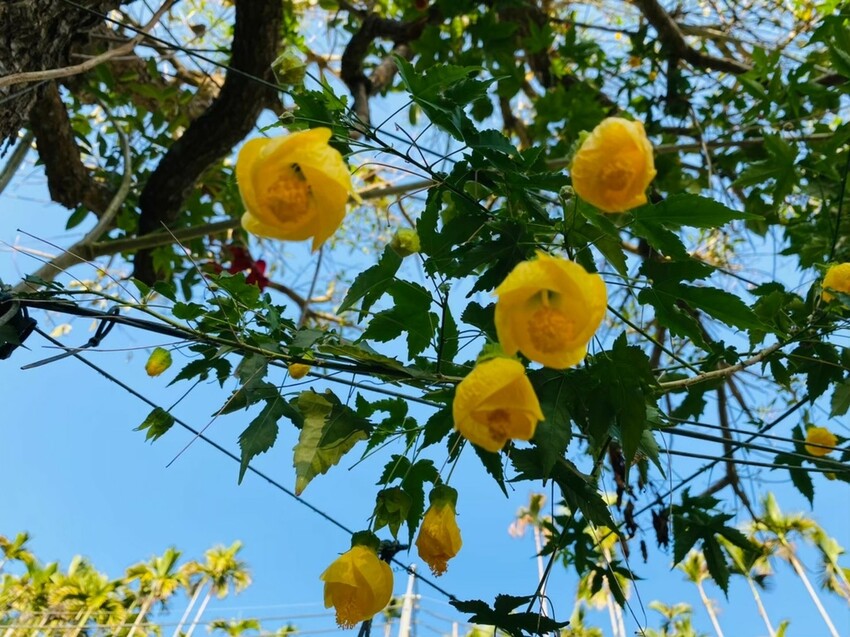 嘉義梅山竹坑溪步道！龍宮瀑布水濂洞秘境，感受大自然磅礴力量。