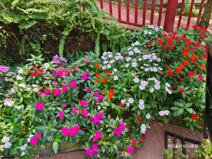 雲林古坑桂林映象會館！秒飛泰國異國風情，免費參觀必訪美拍新亮點