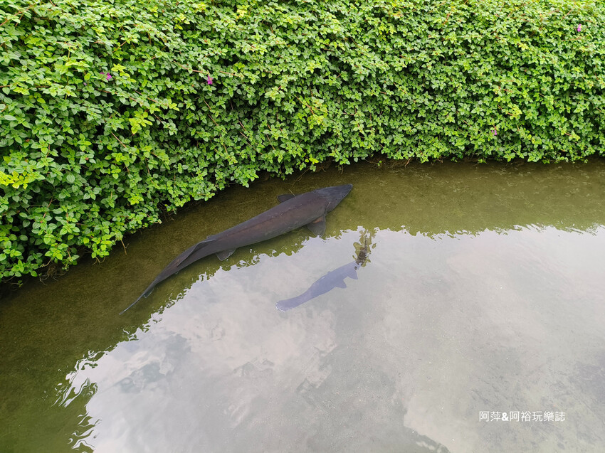 雲林古坑桂林映象會館！秒飛泰國異國風情，免費參觀必訪美拍新亮點