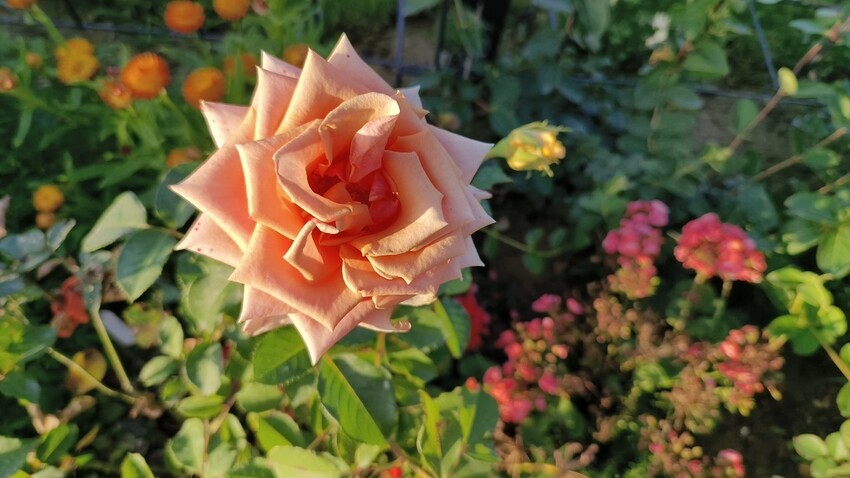 漫遊台南後壁景點古樸小鎮魅力，規劃一日遊盡享懷舊風情