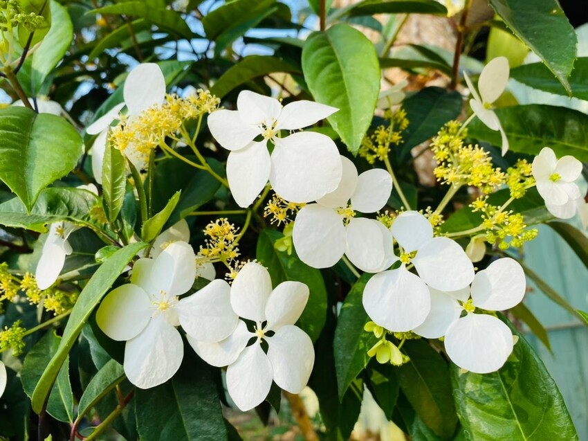 嘉義梅山竹坑溪步道！龍宮瀑布水濂洞秘境，感受大自然磅礴力量。