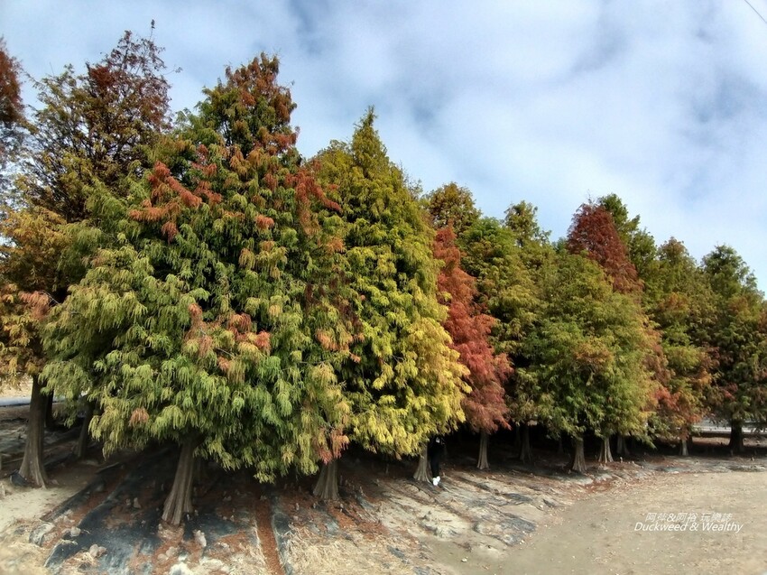 台南六甲一日遊攻略,深度漫遊六甲小鎮,必訪景點美食全收錄