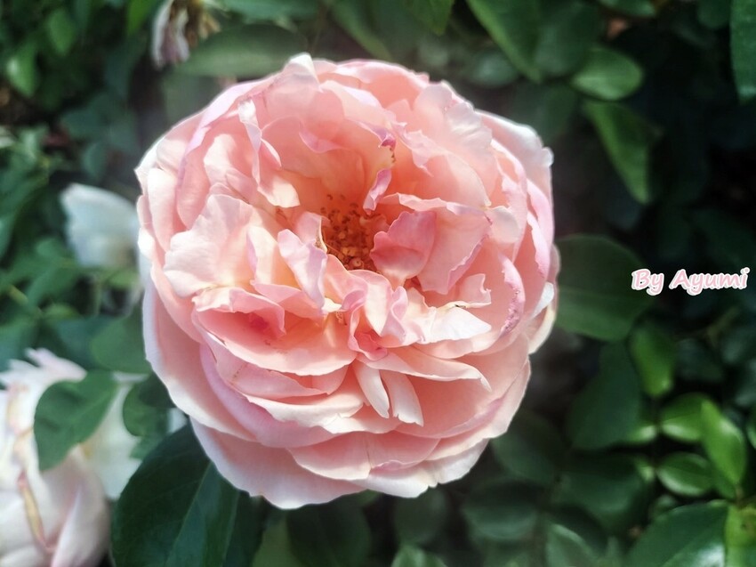 [超Chill半日遊推薦行程]中午來台南後壁雅聞湖濱療癒森林