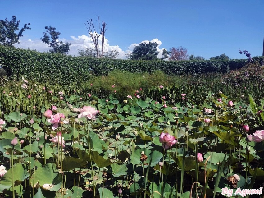[超Chill半日遊推薦行程]中午來台南後壁雅聞湖濱療癒森林