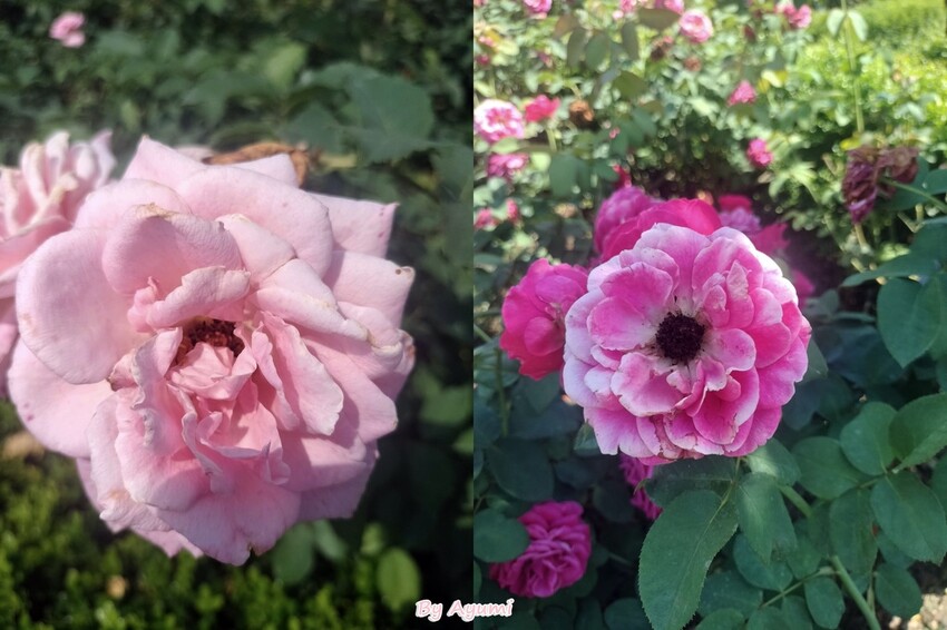 [超Chill半日遊推薦行程]中午來台南後壁雅聞湖濱療癒森林