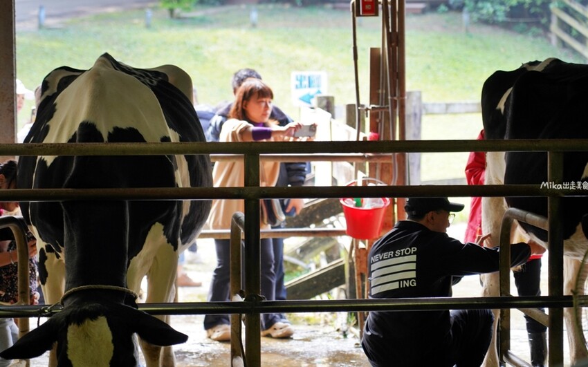飛牛牧場親子越野障礙賽！苗栗大草原上的跑酷盛會，十二關卡等你來玩