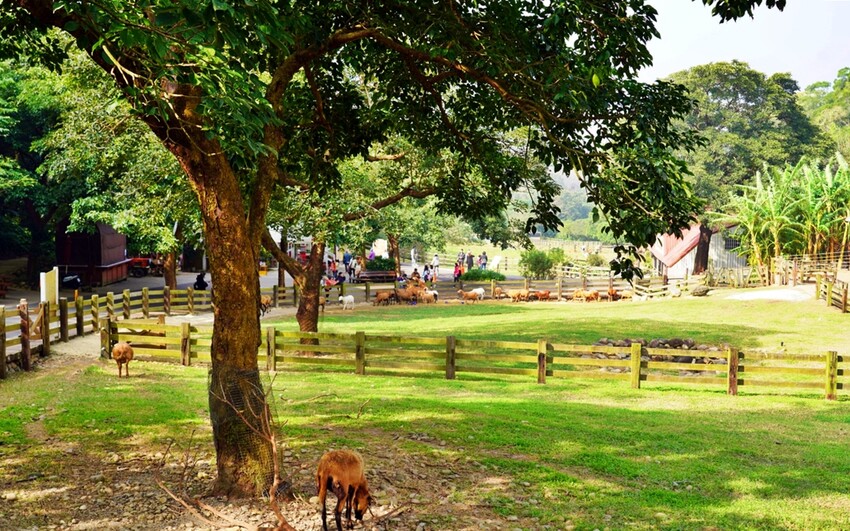 飛牛牧場親子越野障礙賽！苗栗大草原上的跑酷盛會，十二關卡等你來玩