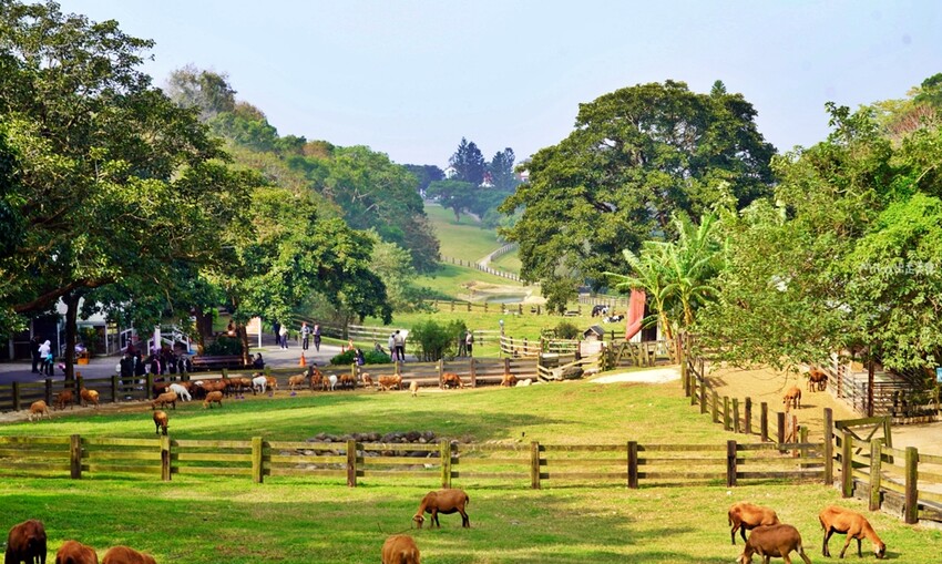 飛牛牧場親子越野障礙賽！苗栗大草原上的跑酷盛會，十二關卡等你來玩