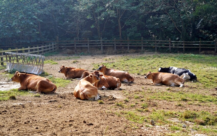 飛牛牧場親子越野障礙賽！苗栗大草原上的跑酷盛會，十二關卡等你來玩