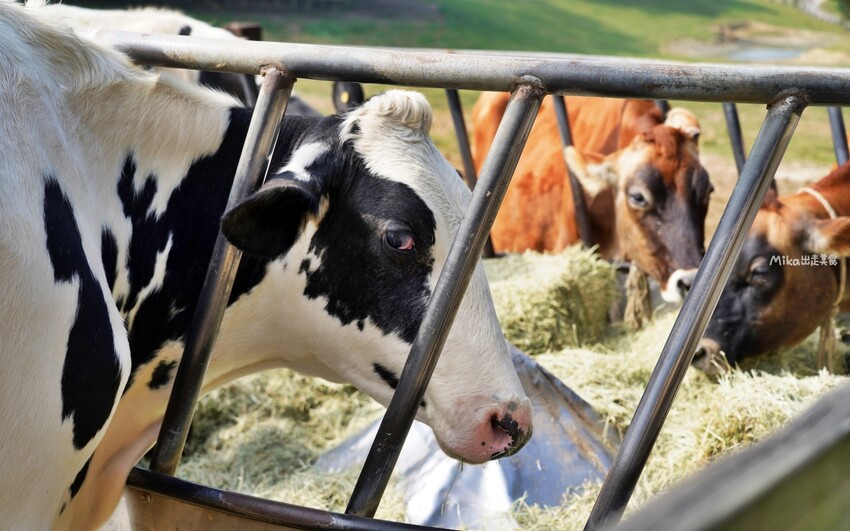 飛牛牧場親子越野障礙賽！苗栗大草原上的跑酷盛會，十二關卡等你來玩