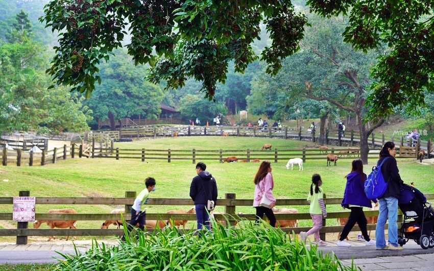 飛牛牧場親子越野障礙賽！苗栗大草原上的跑酷盛會，十二關卡等你來玩