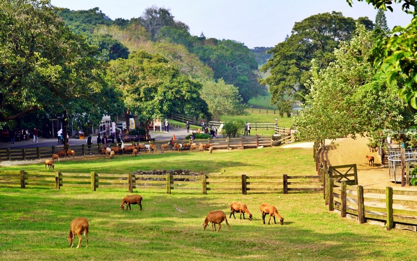 飛牛牧場親子越野障礙賽！苗栗大草原上的跑酷盛會，十二關卡等你來玩