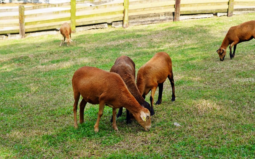 飛牛牧場親子越野障礙賽！苗栗大草原上的跑酷盛會，十二關卡等你來玩