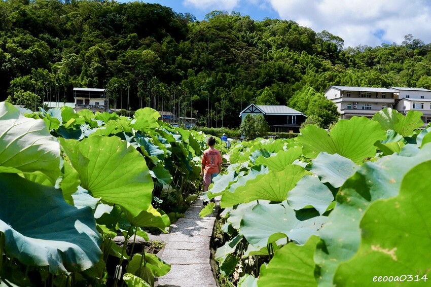 雙溪荷花季開跑|新北免費賞荷花景點推薦,免門票賞花拍照好去處 雙溪荷花季開跑|新北免費賞荷花景點推薦,免門票賞花拍照好去處